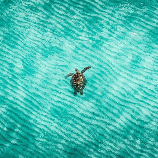 Project free the ocean: Duurzame zomergeschenken voor medewerkers en relaties