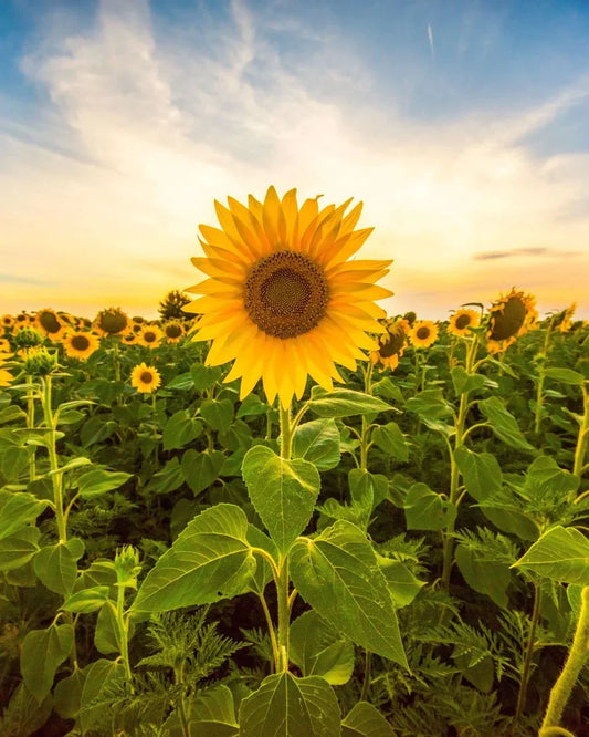 Project Zonnebloem: Een Groots Voorjaarsgeschenk vol Betekenis en Verbinding