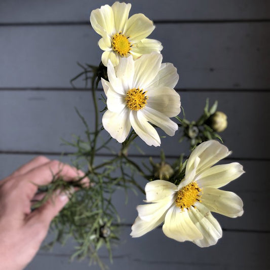 Bloemenzaden 'Nieuw leven zaaien'